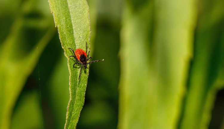 Na jihu Čech je nejvíce případů lymské boreliózy za více než 30 let