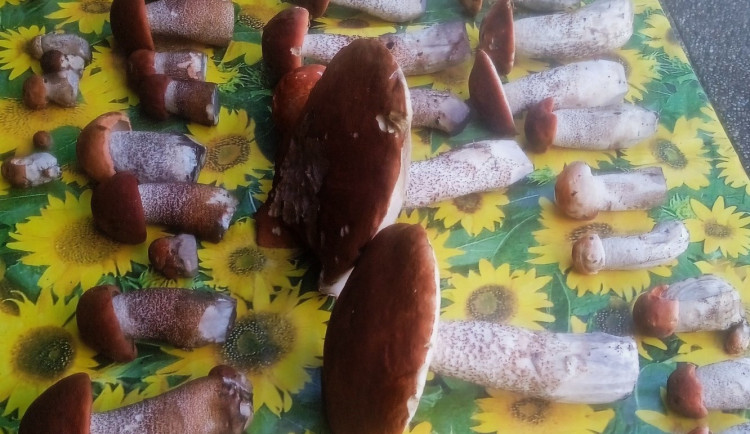 Kde rostou houby? Největší šanci máte na Frýdecko-Místecku a Novojičínsku