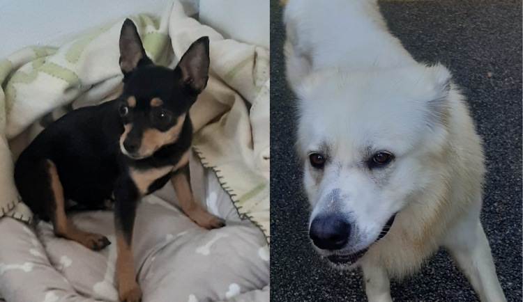 Strakoničtí strážníci pomohli 13 psům. Z tuláků Míny a Bengála se tak stali mazlíci