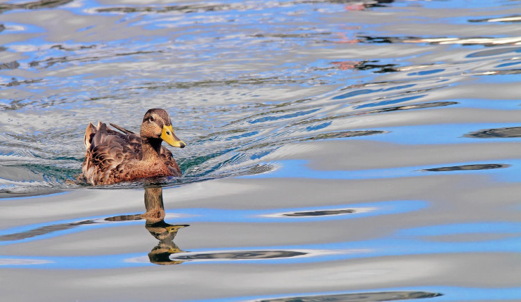 Letošní rok chudý na srážky potrápil jihomoravské rybáře. V rybnících chyběla voda