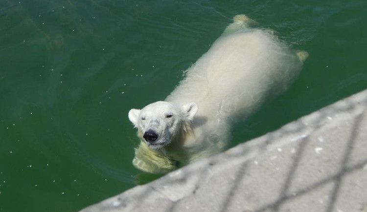 Medvědice z Brna žijí v Rusku. Kometa je v Rostově hvězdou, dceru má v Moskvě