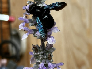 Strašidelná, fascinující a mírumilovná. První setkání s největší evropskou včelou