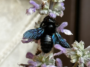 Strašidelná, fascinující a mírumilovná. První setkání s největší evropskou včelou