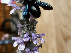 Strašidelná, fascinující a mírumilovná. První setkání s největší evropskou včelou