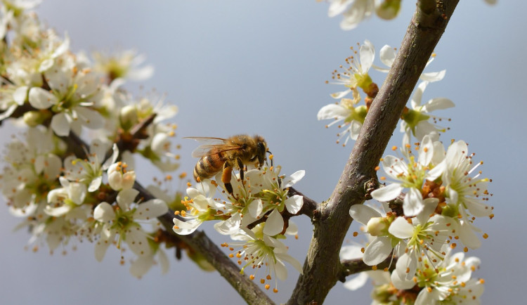 Kraj podpoří včelaře: tři miliony na vyšetření včelstev i na vzdělávání v oboru