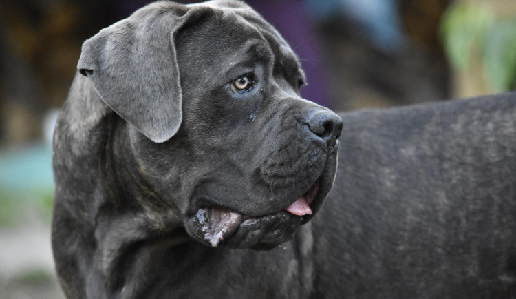 Veterinární inspektorku v Pohořelicích pokousali agresivní psi, musela do špitálu