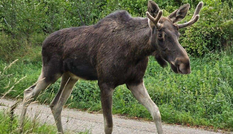 Návrat Emila do Česka? Rakušané chtějí losa uspat a převézt na hranice