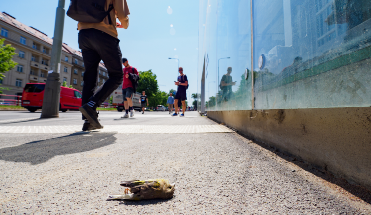 V Česku zemře po nárazu do skla milion ptáků ročně. Začíná mapování nebezpečných míst
