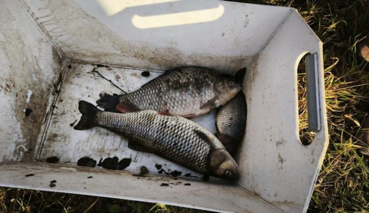 Dvě firmy dostaly od inspekce pokuty za loňské znečištění Odry kyanidem