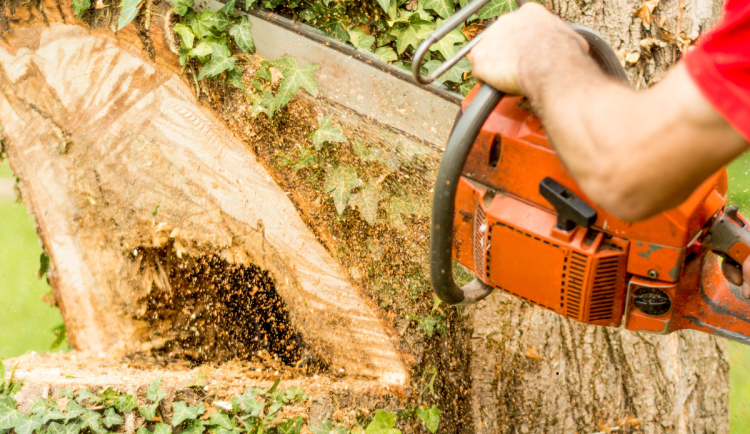 V Jičíně začalo kácení 40 lip ve Valdštejnově aleji. Byly ve špatném stavu