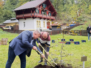 Odkaz zakladatele nápojové firmy a lázní Kyselka připomíná i pamětní strom