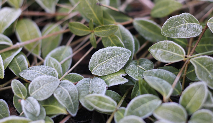 V týdnu se ochladí, v noci hrozí přízemní mrazíky, na horách může sněžit