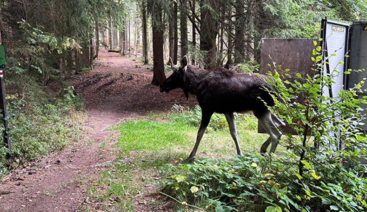 Emil je offline, jeho GPS lokátoru se vybila baterie. Los zatím zůstává na Šumavě