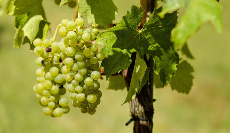 Vinobraní na jihu Moravy skončí s říjnem, kvalita bílých hroznů je výborná