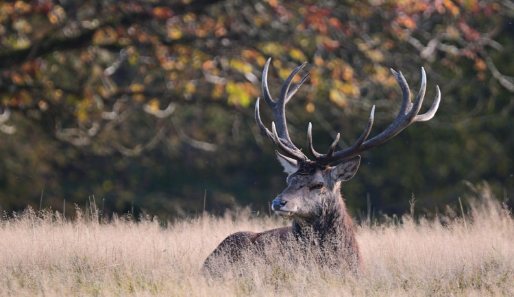 Pro stovky jelenů na Šumavě je období říje, projevují se hlasitým troubením