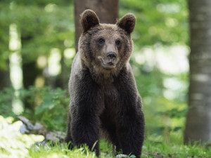 Na Doupově se pravděpodobně nachází medvěd či skupina medvědů