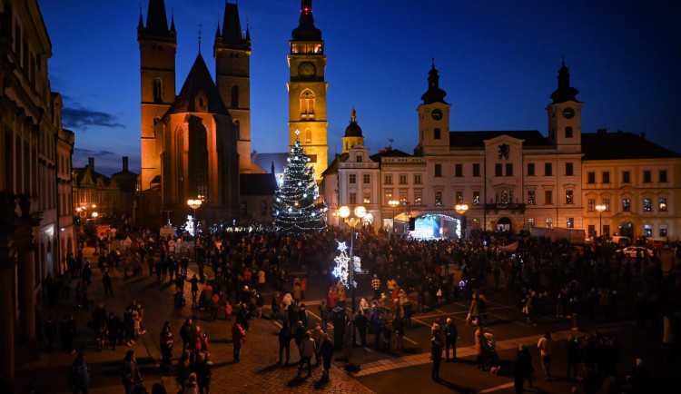 Hradec hledá vánoční stromy. Město nabízí dřevo i odfrézování pařezu zdarma
