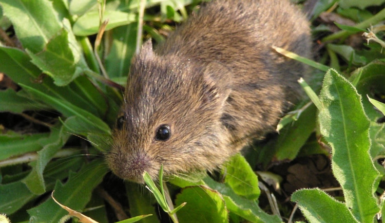 Populace hrabošů na jihu Moravy roste, místy ohrožuje nové porosty