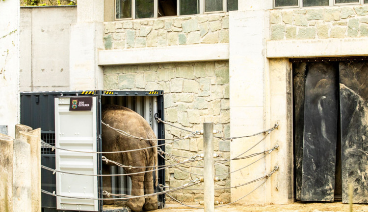 Osmiletý samec slona indického odcestuje z ostravské zoo do Francie