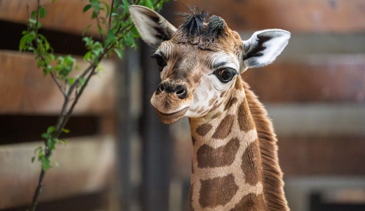 V zoo Dvůr Králové se narodilo další mládě ohrožené žirafy Rothschildovy
