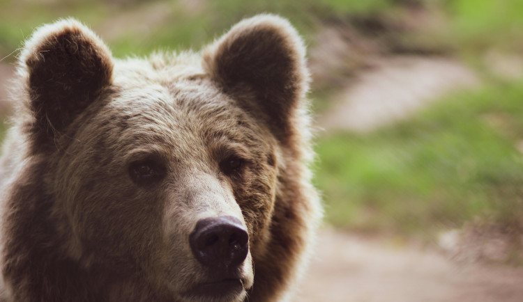 Ochránci sledují území u Senožat, kde byl spatřen medvěd. Našly se i rozházené odpadky