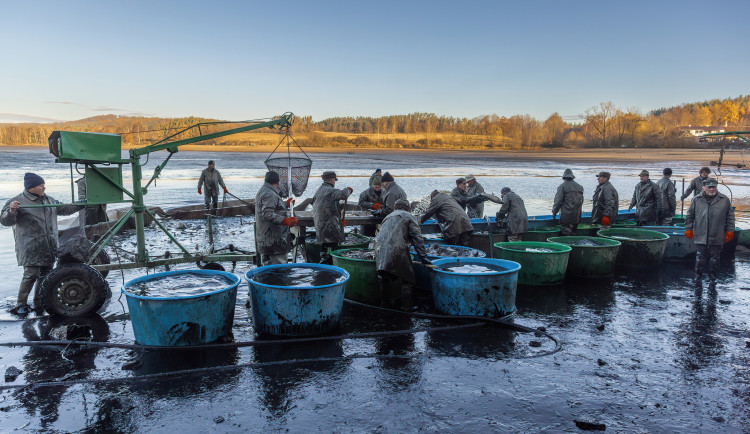 Klatovští rybáři zahájili podzimní výlovy 135 rybníků, potrvají měsíc a půl