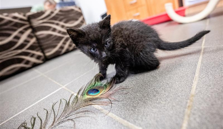 Popelky hledají nový domov. V jihlavském útulku je šest černých koťátek