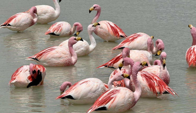 Největší strach z nových předmětů mají mezi ptáky plameňáci a potápky, zjistili vědci