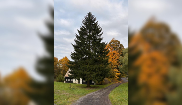 Praha našla svůj vánoční strom pro Staromák, je to padesátiletý smrk z Děčínska