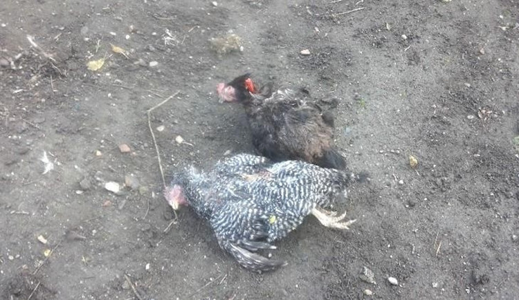Psi se podhrabali na zahradu v Černovicích a zadávili slepice