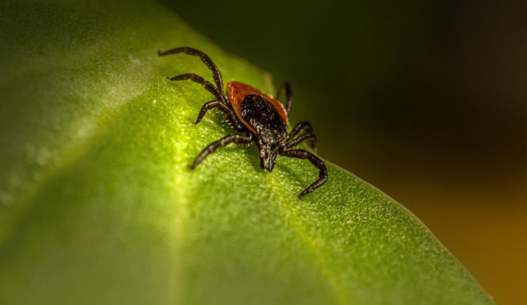 Počet případů boreliózy na jihu Čech je rekordní a sezona ještě nekončí