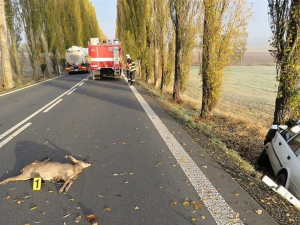 Během podzimu je větší riziko srážky se zvěří. Jak se mohou řidiči chránit?