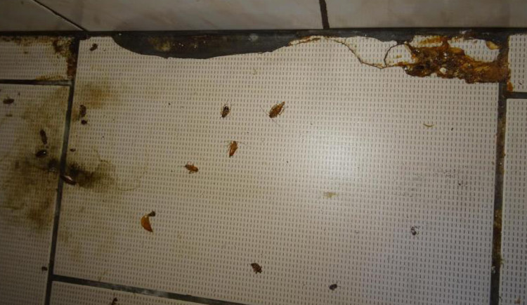 Švábi v restauraci v centru Olomouce. Inspekce zavřela prostory v suterénu