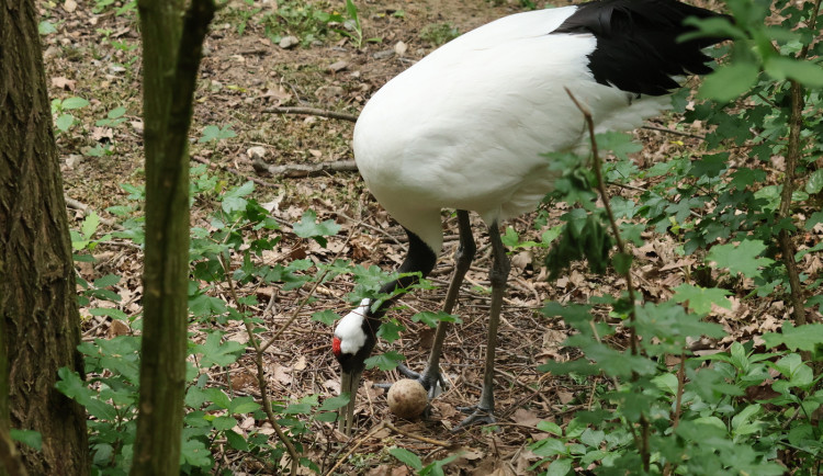 Chytrá vejce z Brna pomáhají zachraňovat ohrožené ptáky po celém světě