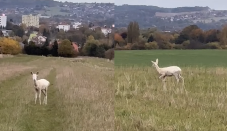 U Litvínovic se znovu objevila bílá srna. Tu poslední měl zardousit pes