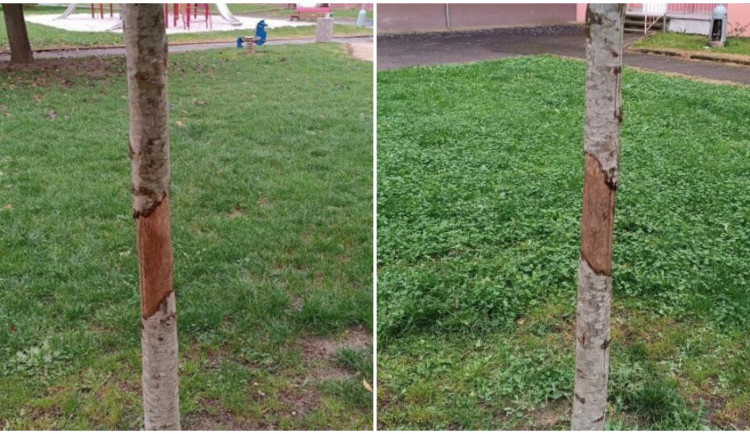 Vandal oloupal kůru ze stromu na sídlišti a tím ho zahubil, město hledá pachatele