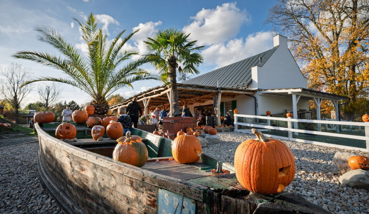 Strašidla přilákala do Safari Parku 25 tisíc lidí. Od ledna přišlo meziročně míň