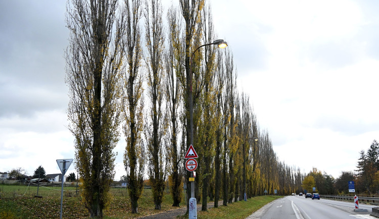Topolová alej zdobila Písek půl století, nyní půjde k zemi