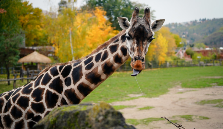 FOTO: Žirafy si užívají výběh, hrabáči odpočívají. Barevný podzim v Zoo Praha