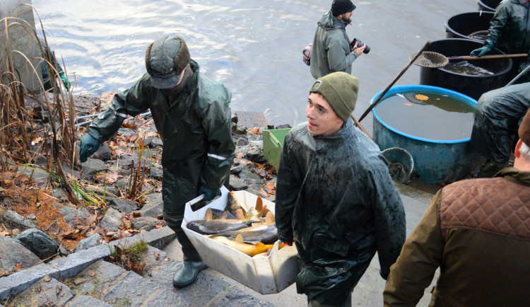 Rybáři se chystají na Výskyt, blíží se další výlov jednoho z hradeckých rybníků