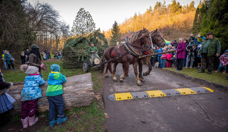 Jedle bělokorá z Bílovic ozdobí Brno. Stoletá vánoční tradice pokračuje