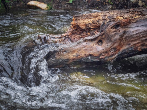 Kvalita vody v Jáchymovském potoce a Bystřici je opět v pořádku