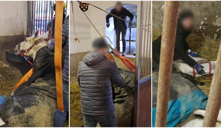 Hasiči bojují o život koně, upadl ve stáji a nedokáže se sám postavit