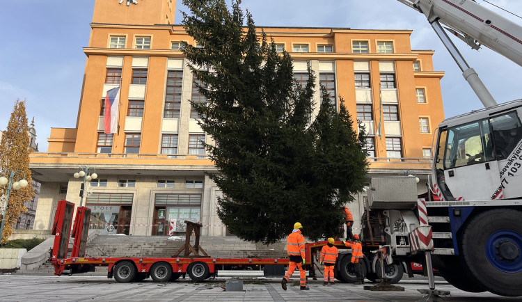 Vánoční strom Jablonce dorazí na Mírové náměstí zítra, rozsvícen bude v neděli