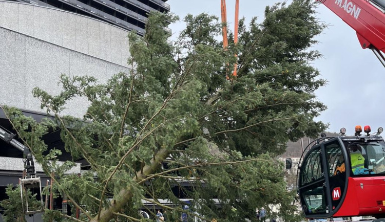 Vánoční strom v Karlových Varech se poškodil a nebyl bezpečný, čeká ho výměna. Foto: Se svolením Magistrátu města Karlovy Vary