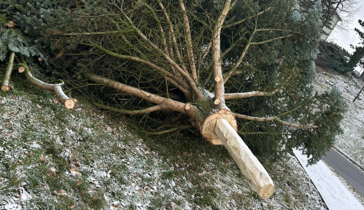 Zbláznili jste se, celé Tršice se děsily nebezpečného vánočního stromu. Starosta akci stopl