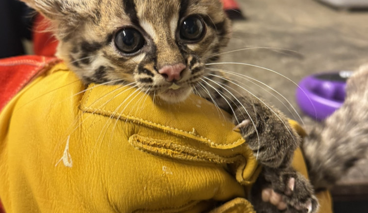 Brněnská zoo hlásí další přírůstek, narodil se roztomilý kočičí akrobat