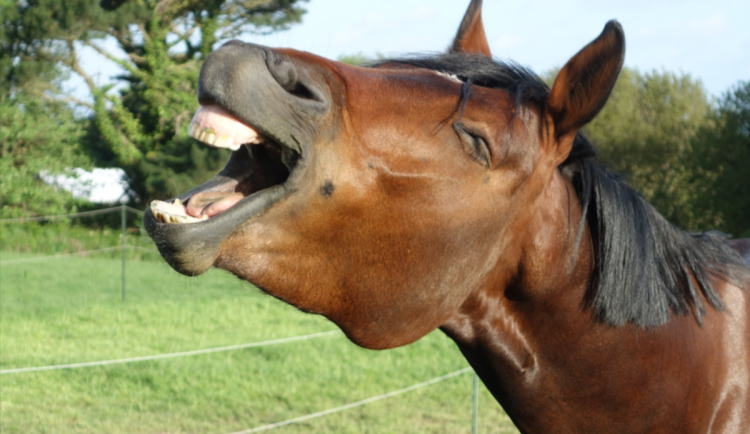 Toulavý kůň se vydal na výlet po Jablonci. Strážníci mu byli na stopě