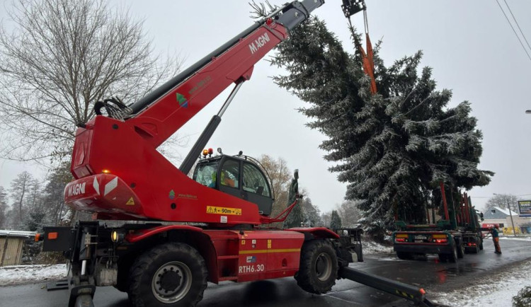Karlovy Vary mají nový vánoční strom. Místo poničené douglasky je smrk z Tuhnic. Foto: Se svolením Magistrátu města Karlovy Vary