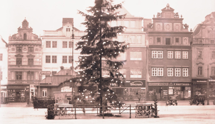 První vánoční strom stál v Plzni před 100 lety, město k výročí rozdá stovku sazenic